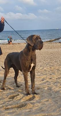 Ch Mr. Big Vom Hause Wagner