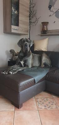 Ch Mr. Big Vom Hause Wagner