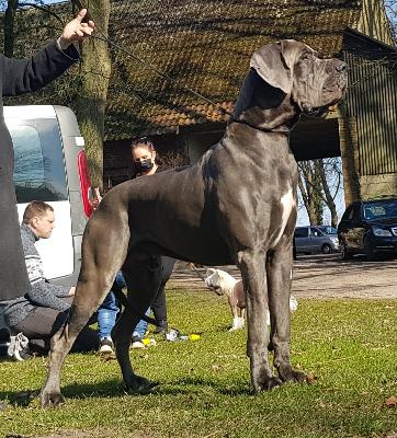 Ch Mr. Big Vom Hause Wagner