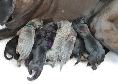 MÄUSCHEN Vom Hause Wagner