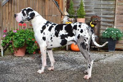 Final Fantasy vom kleinen Feenwald