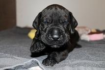 Kodak von Gut Stepprath