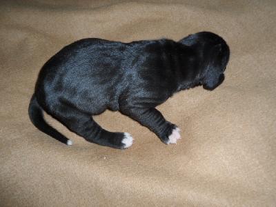 Sandor vom SCHÖNTAL