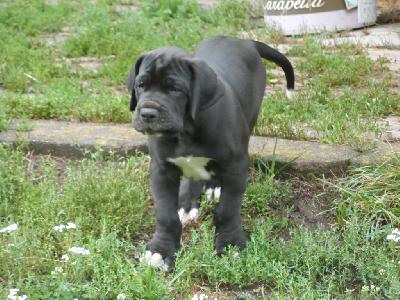 Sandor vom SCHÖNTAL