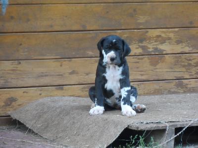 Samira vom SCHÖNTAL