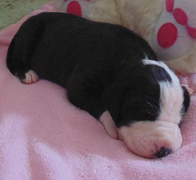 Alani vom alten Zigeunerbahnhof