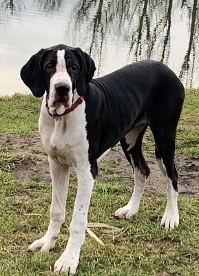 Ari vom alten Zigeunerbahnhof