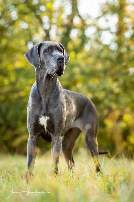 Hope von Gut Stepprath