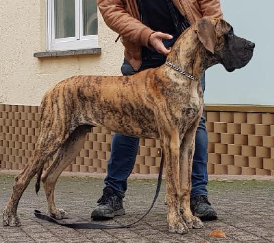 Rakham des Terres de la Rairie