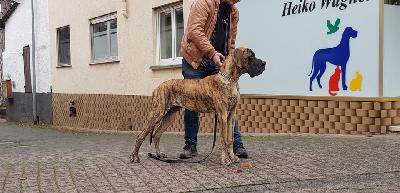 Rakham des Terres de la Rairie