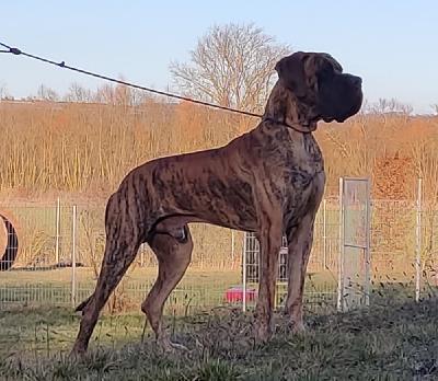 Rakham des Terres de la Rairie