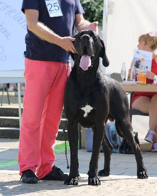 Ch Bentley`s Dancer in the Morning