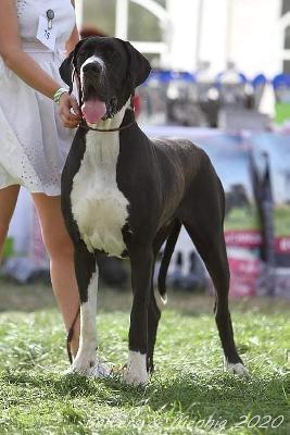 Baghira the Black Angel of Imperato vom Hesselbergblick