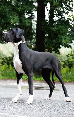 Baghira the Black Angel of Imperato vom Hesselbergblick