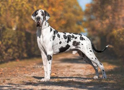 Rocky Balboa des Perles D�Aphrodite