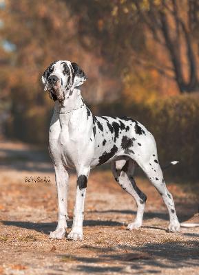 Rocky Balboa des Perles DAphrodite