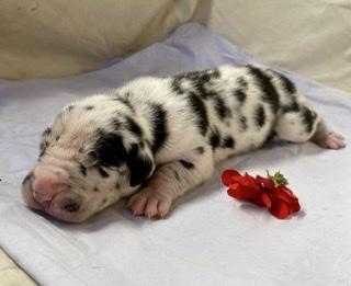 Aloysius Von Schlesien