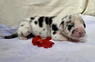 Aloysius Von Schlesien