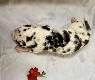 Aloysius Von Schlesien