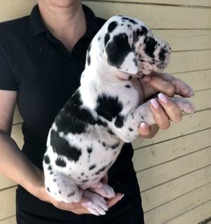 Aloysius Von Schlesien