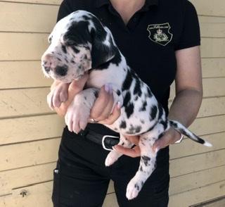 Aloysius Von Schlesien