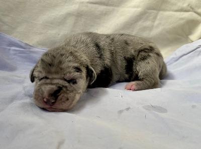 Atlas Goliath Von Schlesien