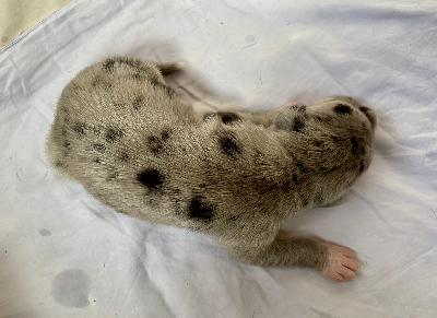 Atlas Goliath Von Schlesien