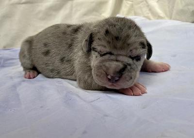 Atlas Goliath Von Schlesien