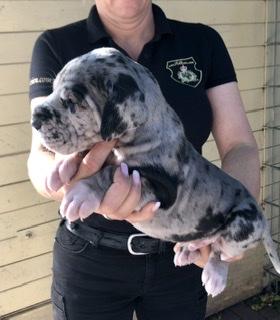 Atlas Goliath Von Schlesien