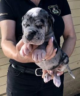 Atlas Goliath Von Schlesien