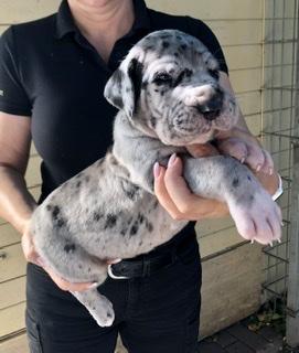 Atlas Goliath Von Schlesien