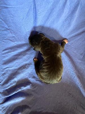 Ari Back Meissner Von Schlesien