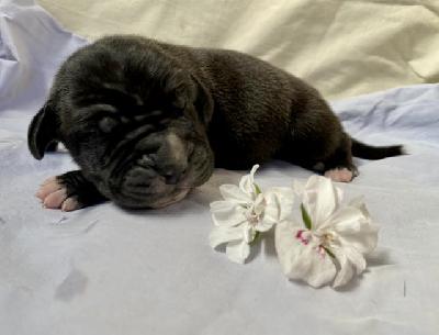 Ari Back Meissner Von Schlesien