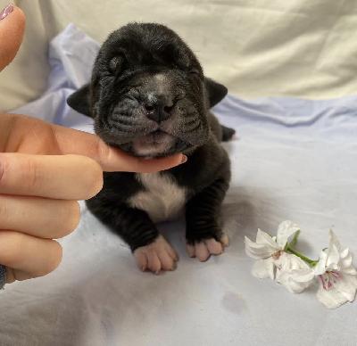 Ari Back Meissner Von Schlesien