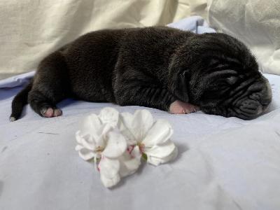 Ari Back Meissner Von Schlesien