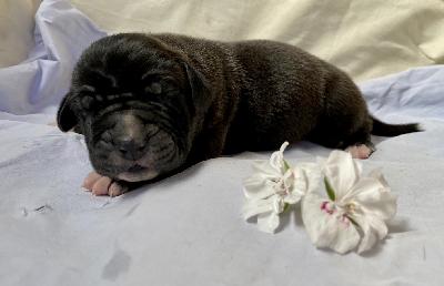 Ari Back Meissner Von Schlesien