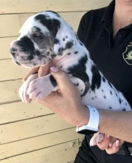 Allihandra Von Schlesien