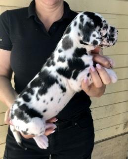 Allihandra Von Schlesien