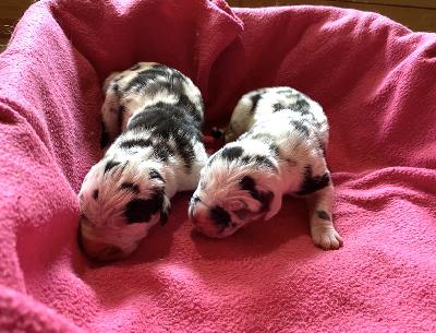 Anastasia-Kara Von Schlesien