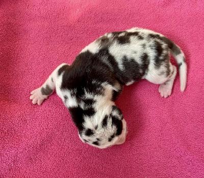 Anastasia-Kara Von Schlesien