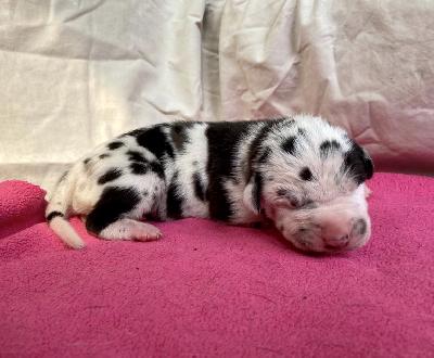 Anastasia-Kara Von Schlesien