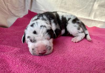 Anastasia-Kara Von Schlesien