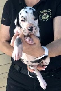 Anastasia-Kara Von Schlesien