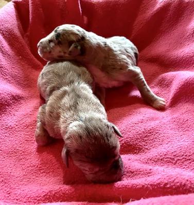 Alea Talia Von Schlesien