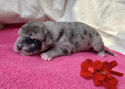 Alea Talia Von Schlesien