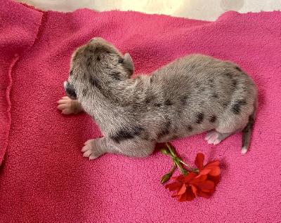 Alea Talia Von Schlesien