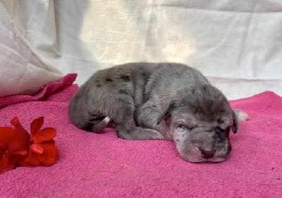 Alea Talia Von Schlesien