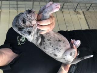 Alea Talia Von Schlesien