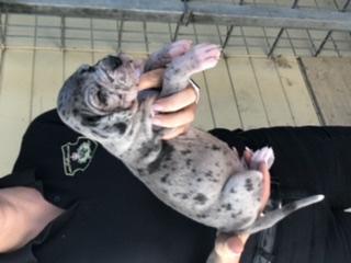 Alea Talia Von Schlesien