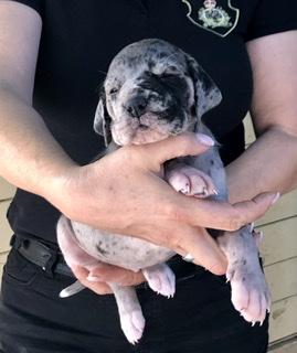 Alea Talia Von Schlesien